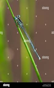 Attēlu rezultāti vaicājumam “Platycnemis pennipes male”