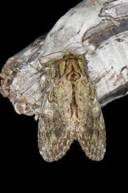 Attēlu rezultāti vaicājumam “Peridea anceps”