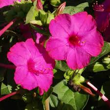 Image result for Mirabilis jalapa