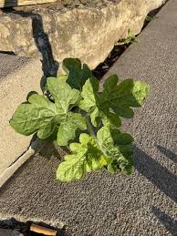 Attēlu rezultāti vaicājumam “Citrullus lanatus leaf”