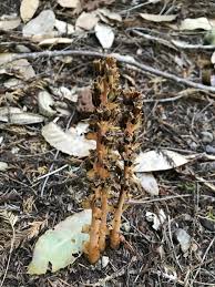 Attēlu rezultāti vaicājumam “Monotropa hypopitys fruit”