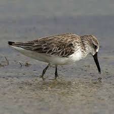 Attēlu rezultāti vaicājumam “Calidris falcinellus”