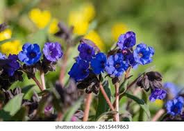 Image result for Lungenkraut