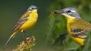 Attēlu rezultāti vaicājumam “Motacilla flava flava adult”