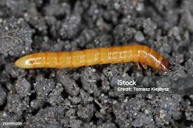 Attēlu rezultāti vaicājumam “Pyrochroidae larva”