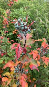 Attēlu rezultāti vaicājumam “Mahonia aquifolium”