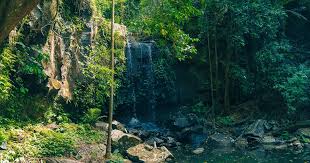 「Mt. Tamborine」的圖片搜尋結果