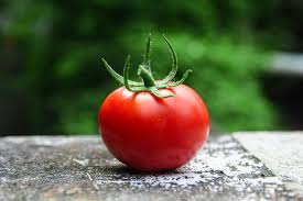 Image result for Tomate