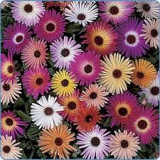 Image result for Mesembryanthemum criniflorum
