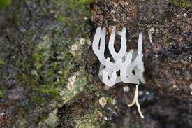 Attēlu rezultāti vaicājumam “Lentaria sp.”