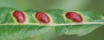 Attēlu rezultāti vaicājumam “Pontania proxima”