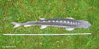 Image result for Acipenser transmontanus