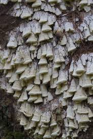 Attēlu rezultāti vaicājumam “Antrodia sinuosa”