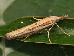 Attēlu rezultāti vaicājumam “Agriphila tristella”