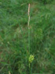 Attēlu rezultāti vaicājumam “Carex hirta female flower”
