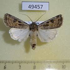 Attēlu rezultāti vaicājumam “Agrotis ripae larva”