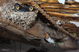 Attēlu rezultāti vaicājumam “Hirundo rustica nest”