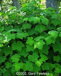 Attēlu rezultāti vaicājumam “Rubus parviflorus leaf”