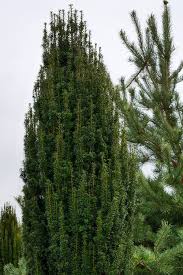 Attēlu rezultāti vaicājumam “Taxus baccata”