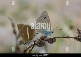 Attēlu rezultāti vaicājumam “Agrodiaetus damon”