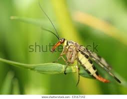 Attēlu rezultāti vaicājumam “Panorpa communis imago”