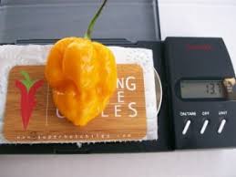 Afbeeldingsresultaat voor marconi golden sweet pepper