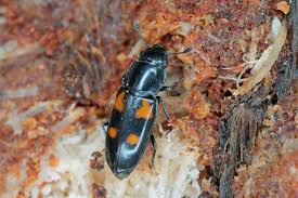 Attēlu rezultāti vaicājumam “Glischrochilus quadripunctatus imago”