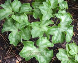 Attēlu rezultāti vaicājumam “Hepatica nobilis leaf”
