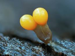 Attēlu rezultāti vaicājumam “Trichia ambigua spores”