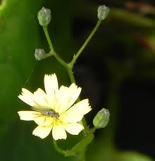 Attēlu rezultāti vaicājumam “Lapsana communis flower”