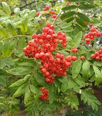 Attēlu rezultāti vaicājumam “Sorbus aucuparia fruit”