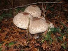 Attēlu rezultāti vaicājumam “Macrolepiota rhacodes var. bohemica”