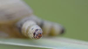 Attēlu rezultāti vaicājumam “Leucochloridium paradoxum larva”