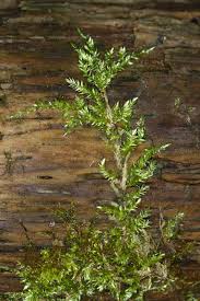 Attēlu rezultāti vaicājumam “Brachythecium rivulare”