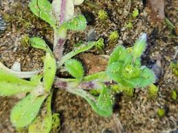 Attēlu rezultāti vaicājumam “Cerastium semidecandrum bud”