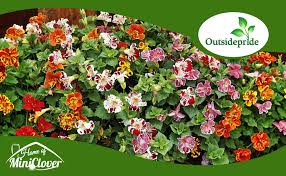 Image result for Mimulus x hybrida
