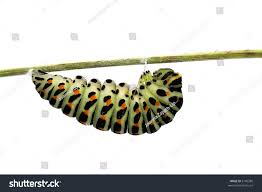 Attēlu rezultāti vaicājumam “Papilio machaon larva”
