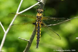 Attēlu rezultāti vaicājumam “Epitheca bimaculata”