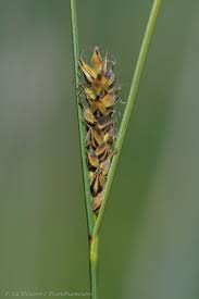Attēlu rezultāti vaicājumam “Carex lasiocarpa fruit”