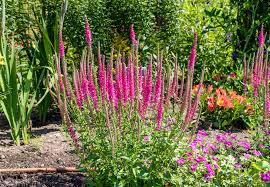 Attēlu rezultāti vaicājumam “Veronica longifolia flower”