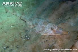 Image result for Pseudobatos lentiginosus