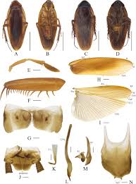 Attēlu rezultāti vaicājumam “Blattoptera”