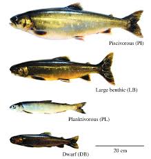 Image result for Salvelinus alpinus