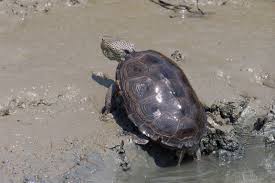 Image result for Malaclemys terrapin