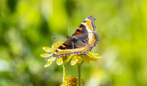 Image result for Small Tortoiseshell