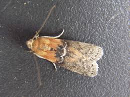 Attēlu rezultāti vaicājumam “Sciota adelphella”