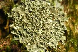 Attēlu rezultāti vaicājumam “Physconia enteroxantha”