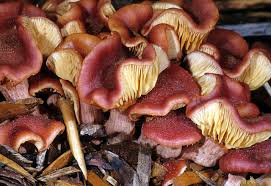 Attēlu rezultāti vaicājumam “Fuligo luteonitens macro”