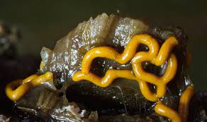 Attēlu rezultāti vaicājumam “Hemitrichia chrysospora sessile”