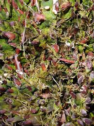 Attēlu rezultāti vaicājumam “Peltigera leucophlebia”